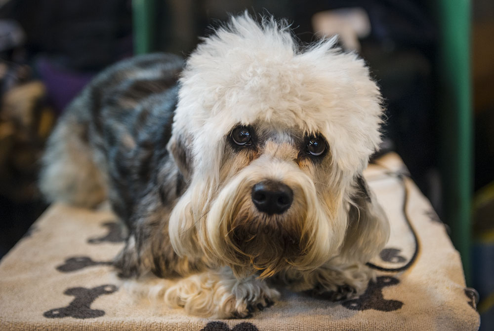 Crufts 2016 - Day 4