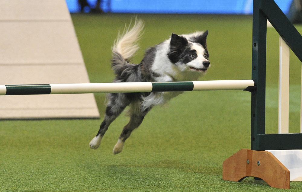 Crufts 2016 - Day 4