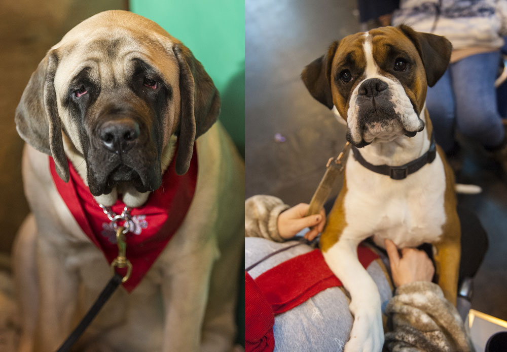 Crufts 2016 - Day 3