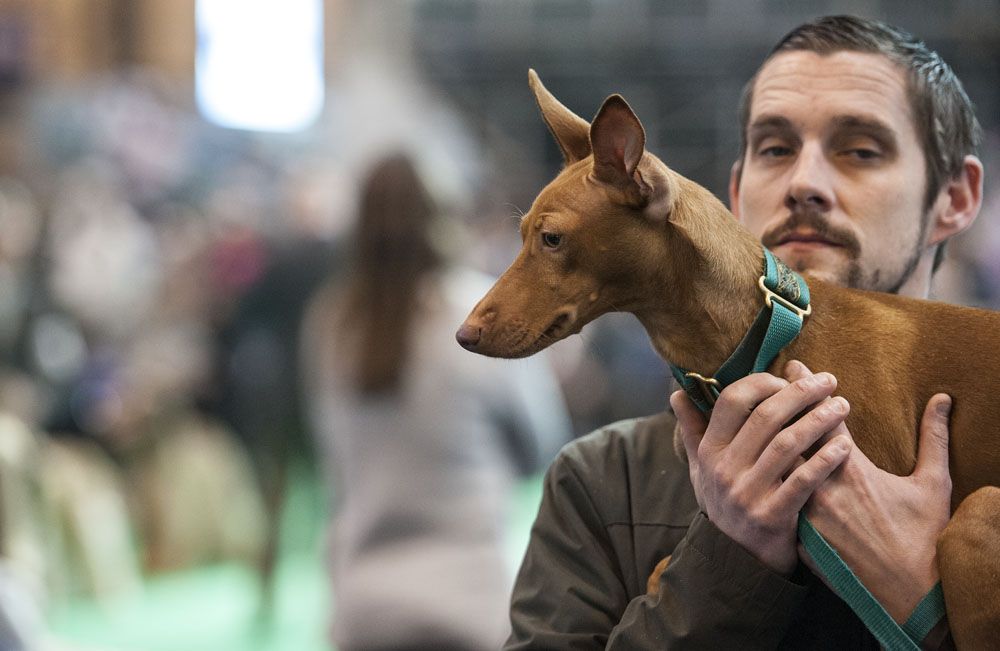 Crufts 2016 - Day 4
