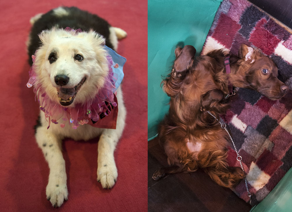 Crufts 2016 - Day 2