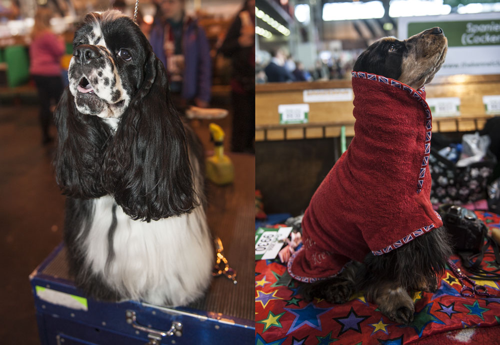 Crufts 2016 - Day 2