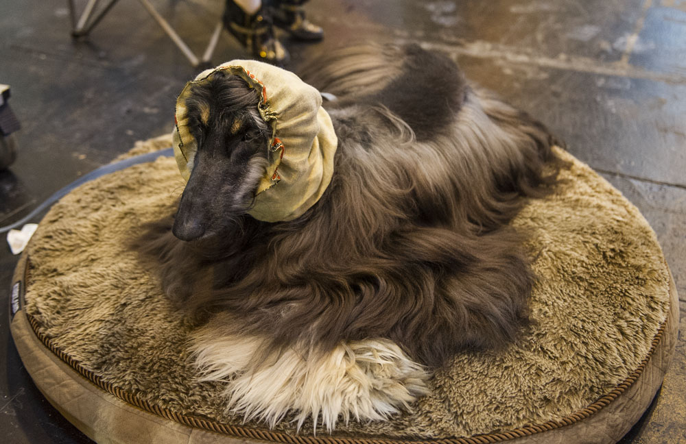 Crufts 2016 - Day 4
