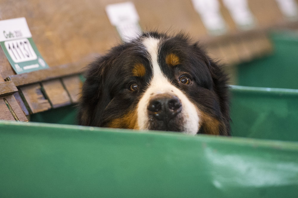 Crufts 2016 - Day 3