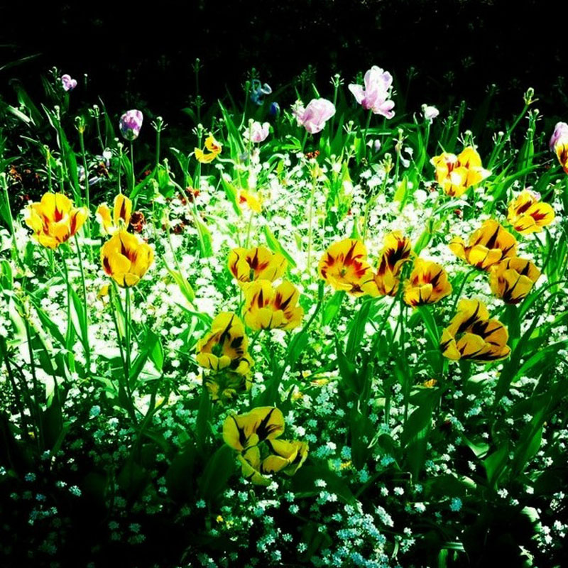 Tulips