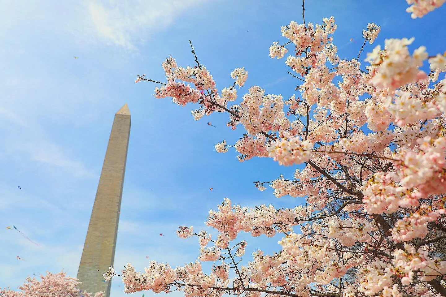 On March 1, The National Park Service predicted this year&rsquo;s peak bloom period as April 2 &ndash; April 5, 2021. The peak bloom date for DC&rsquo;s cherry blossoms is defined as the day on which 70 percent of the blossoms of the Yoshino cherry t