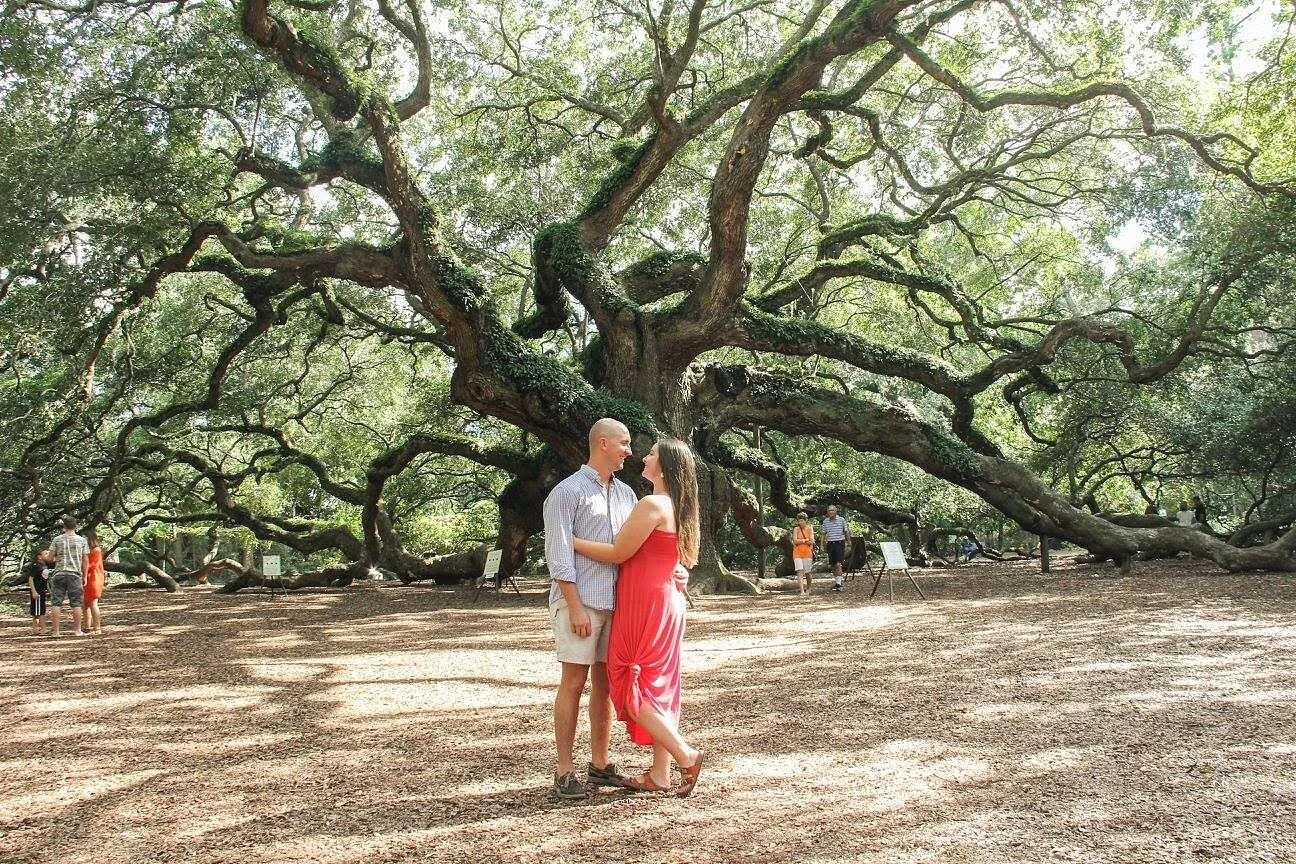 Angel Oak is a Southern live oak located in Angel Oak Park on Johns Island near Charleston, South Carolina. 

The tree is estimated to be 400&ndash;500 years old. It stands 66.5 ft tall, measures 28 ft in circumference, and produces shade that covers