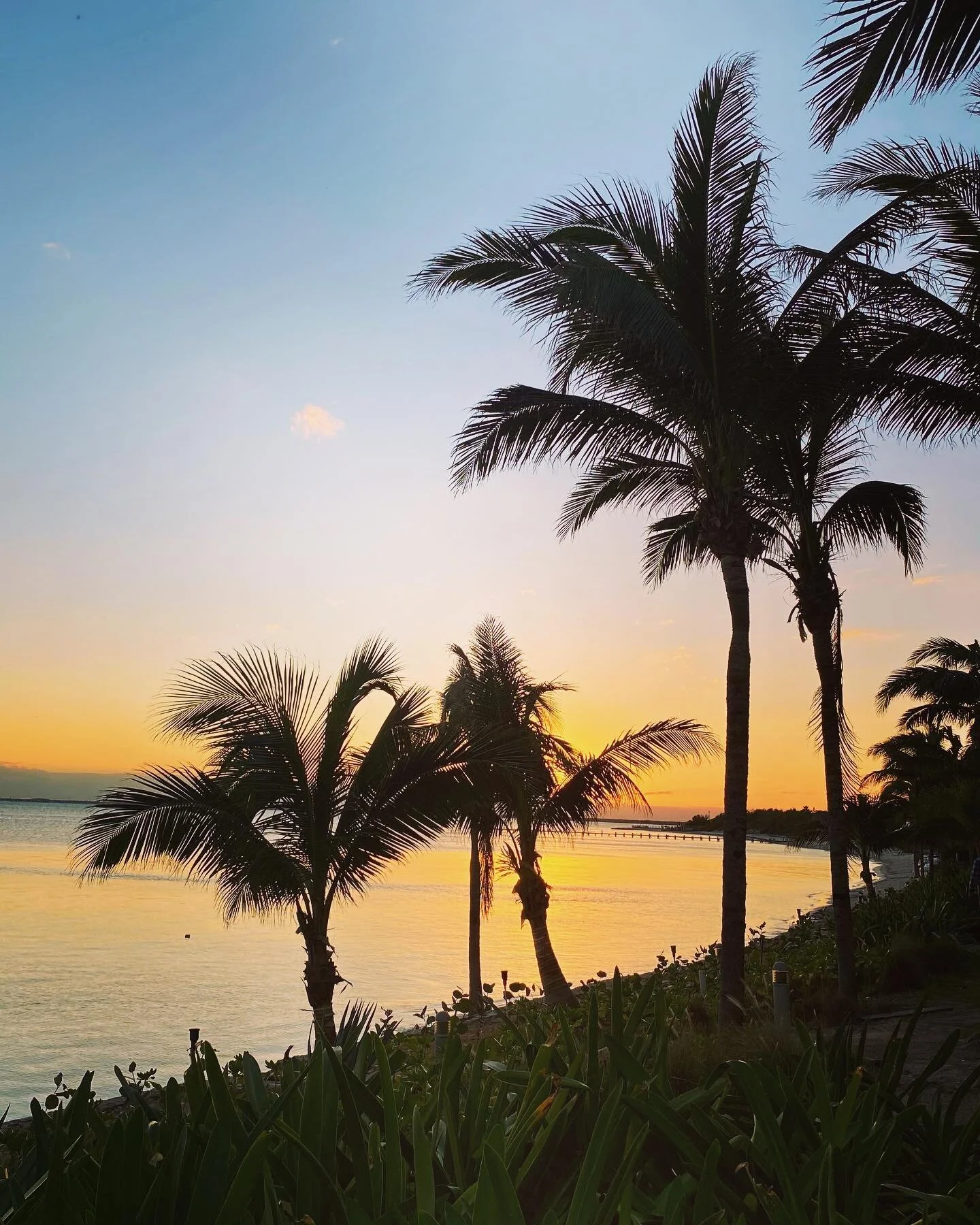 The palms are calling &amp; I must go..... 

#palmtrees #beach #sunset #travel #traveladvisors #vacation #allyouhavetodoispack #familyvacation #letsgoplaces