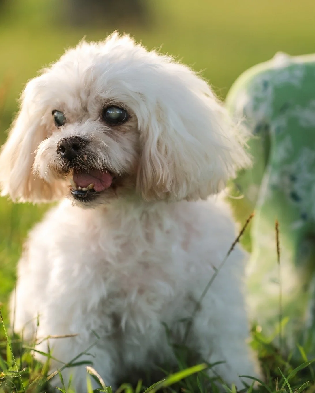 Legacy Pet Sessions are created for families navigating the later chapters of their pet&rsquo;s life.

These sessions are unhurried, gentle, and guided by the comfort of your companion.
Whether you choose portraits of your pet alone or together, the 