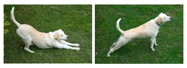 Downward dog (left) & upward dog (right)