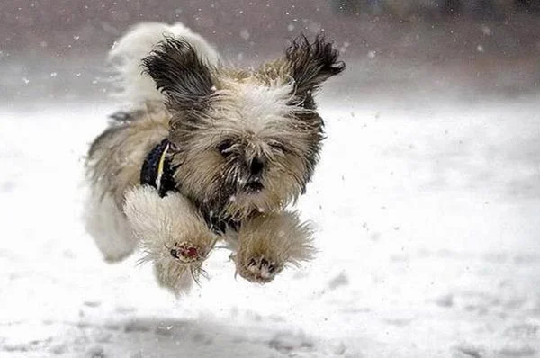 1FD-Blog-DogSnow.jpg