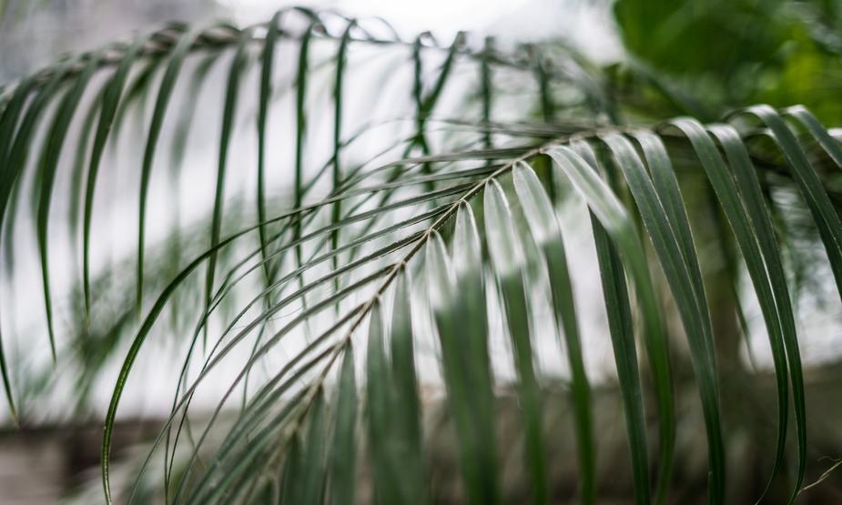 palm branch.jpg
