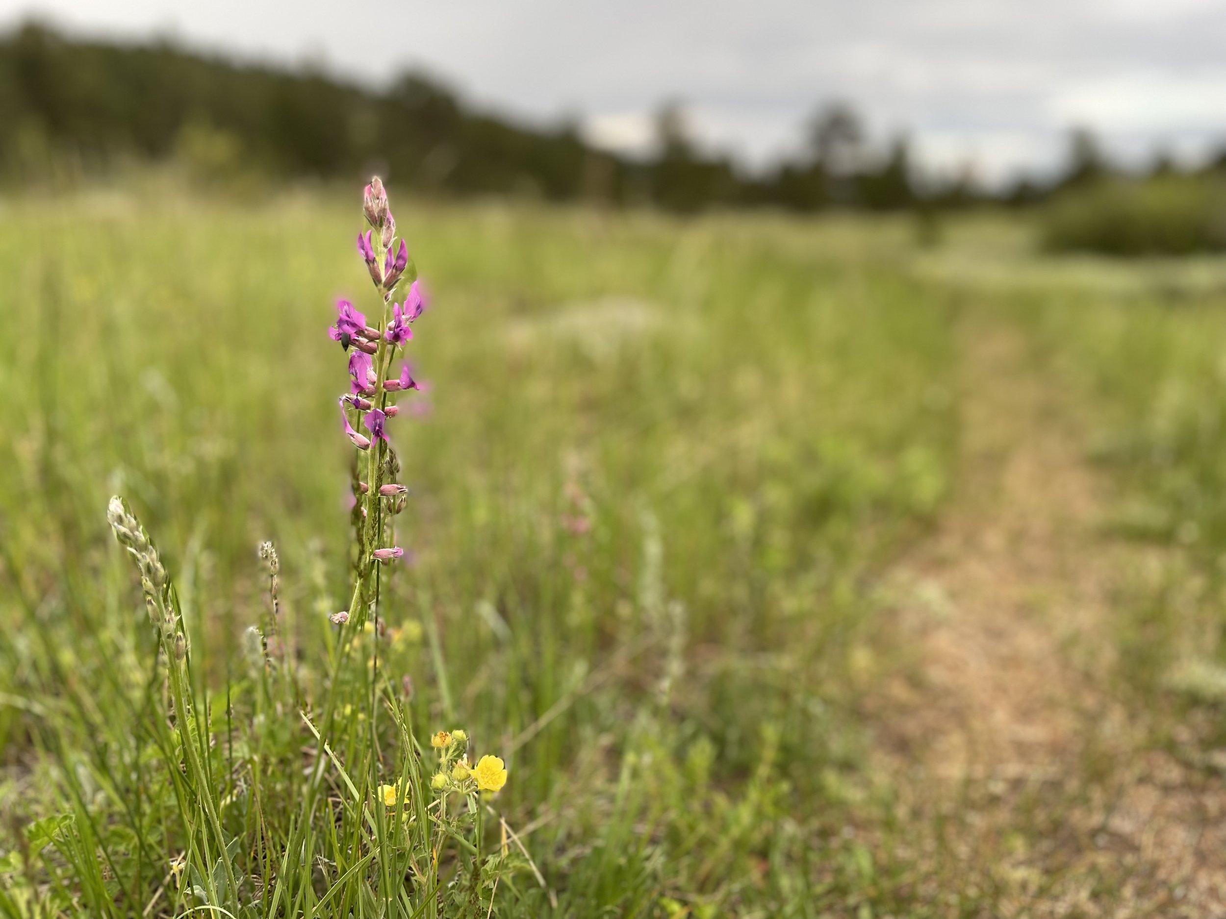 Wildflower