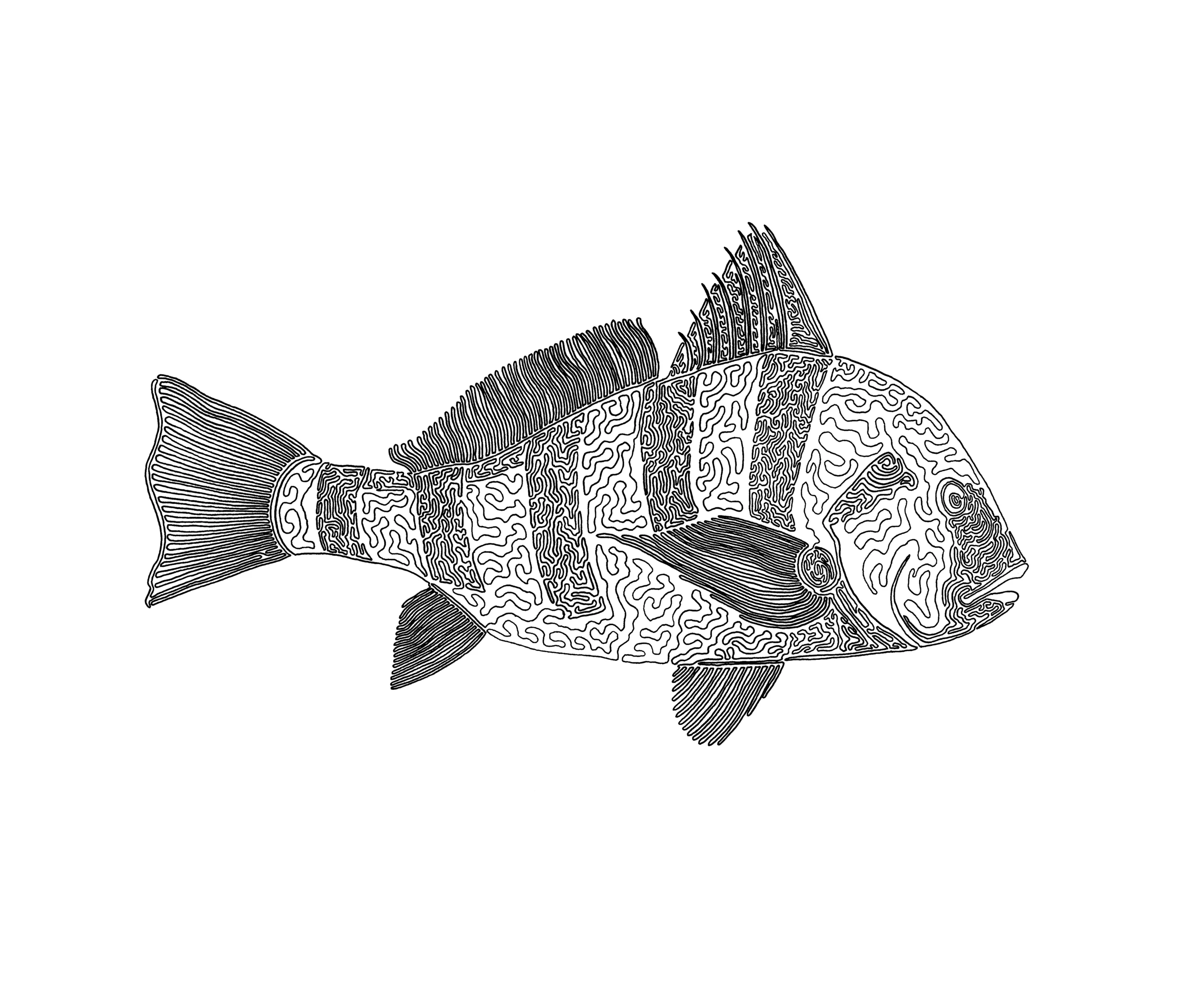Black Drum, 17"x14"