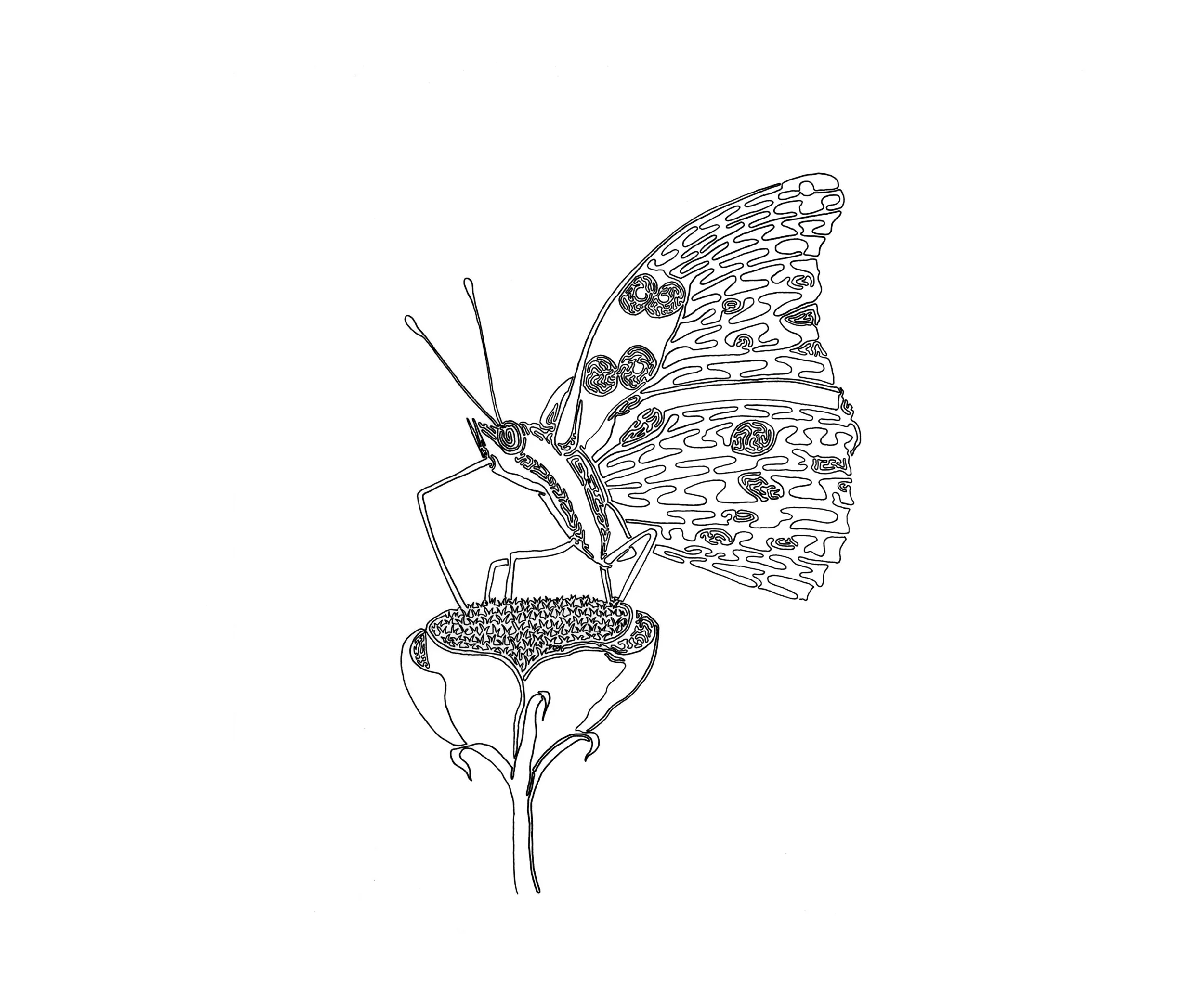 Butterfly, 14 x 17in