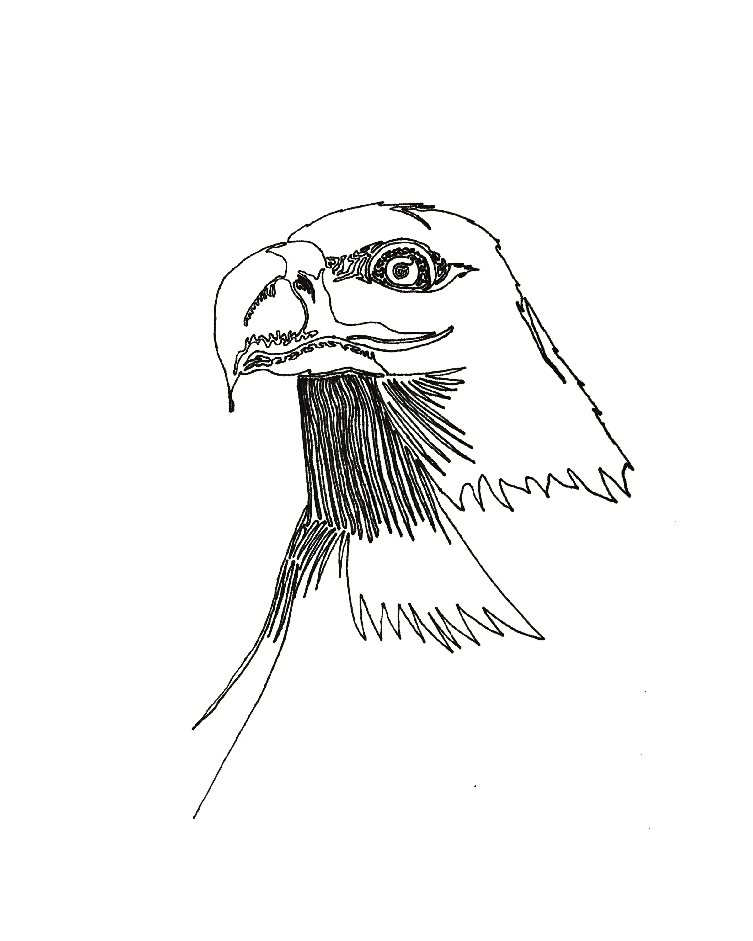 Bald Eagle, 8"x10"
