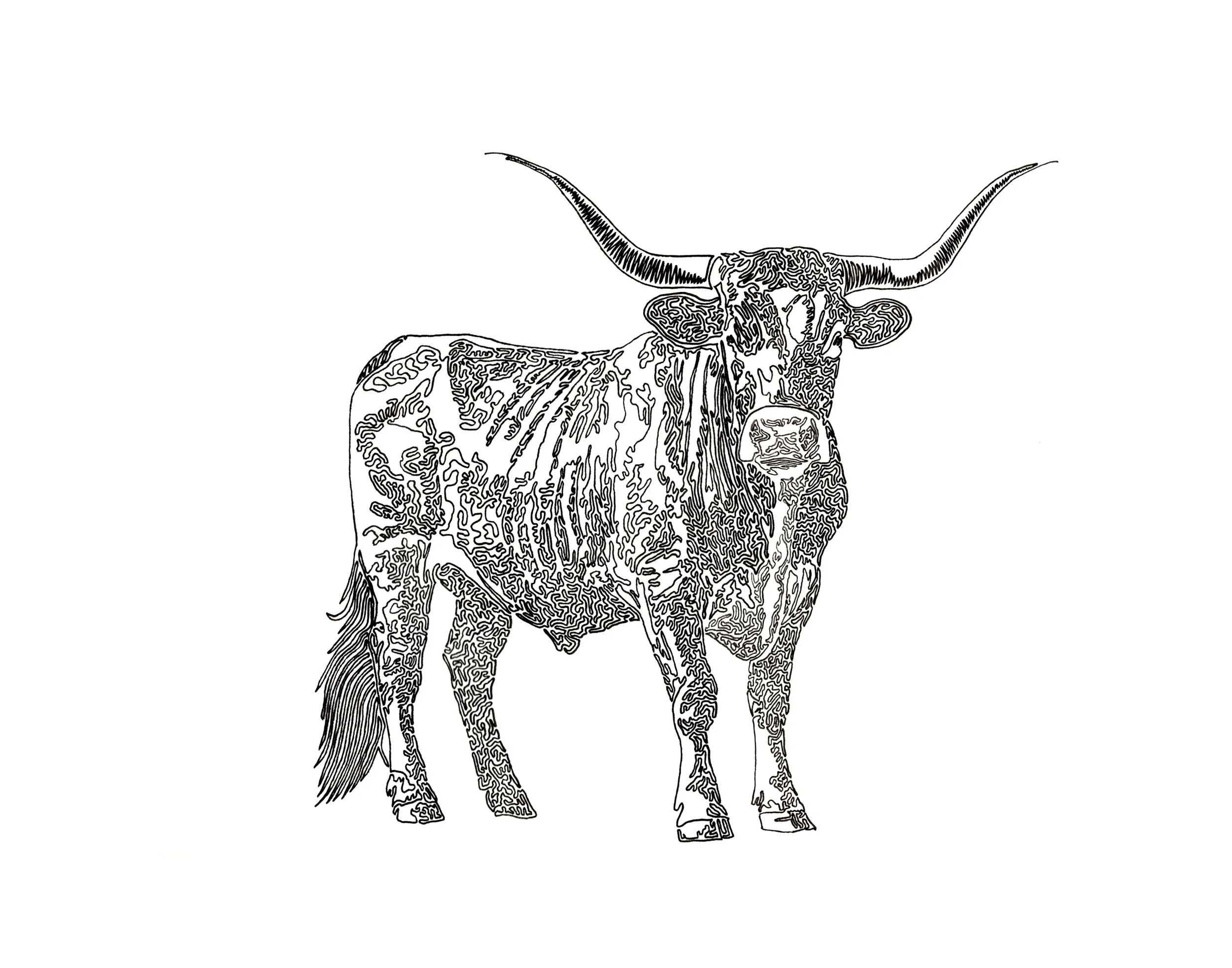 Longhorn, 17"x14" - 2024