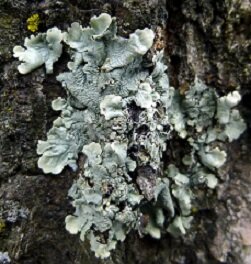 8-common-green-shield-lichen.jpg