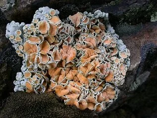 1200px-Rhizoplaca_chrysoleuca_45084.jpg