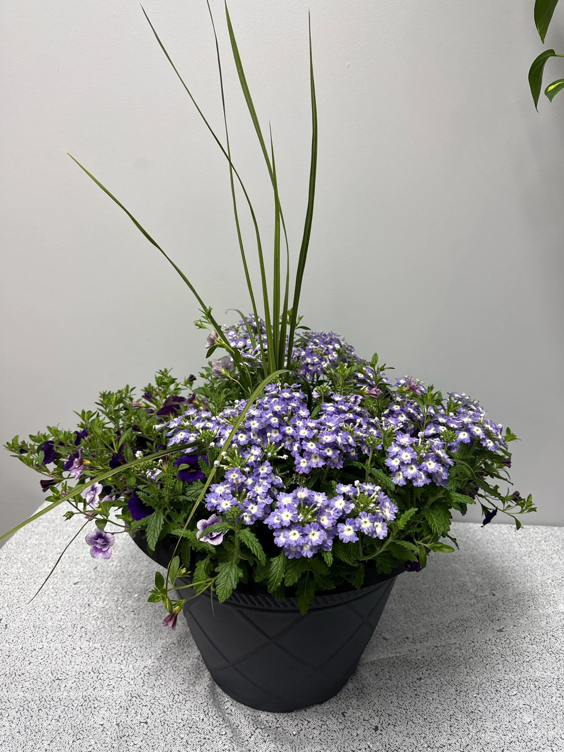 1A8B4597-10E0-49A0-AF45-7D2DF04BF87C.jpeg