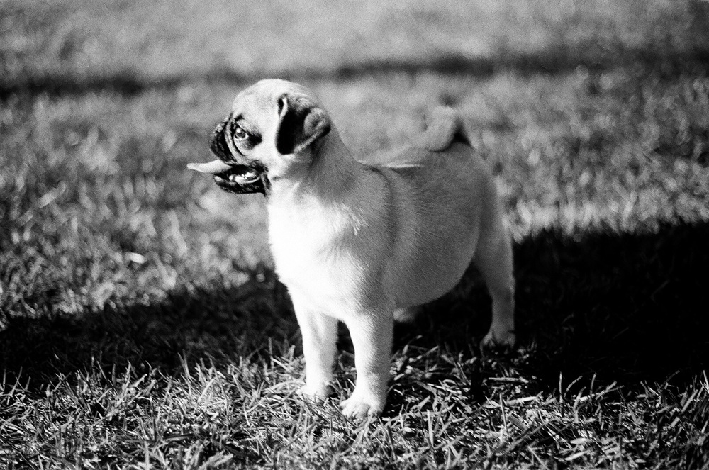 Pug-02.jpg