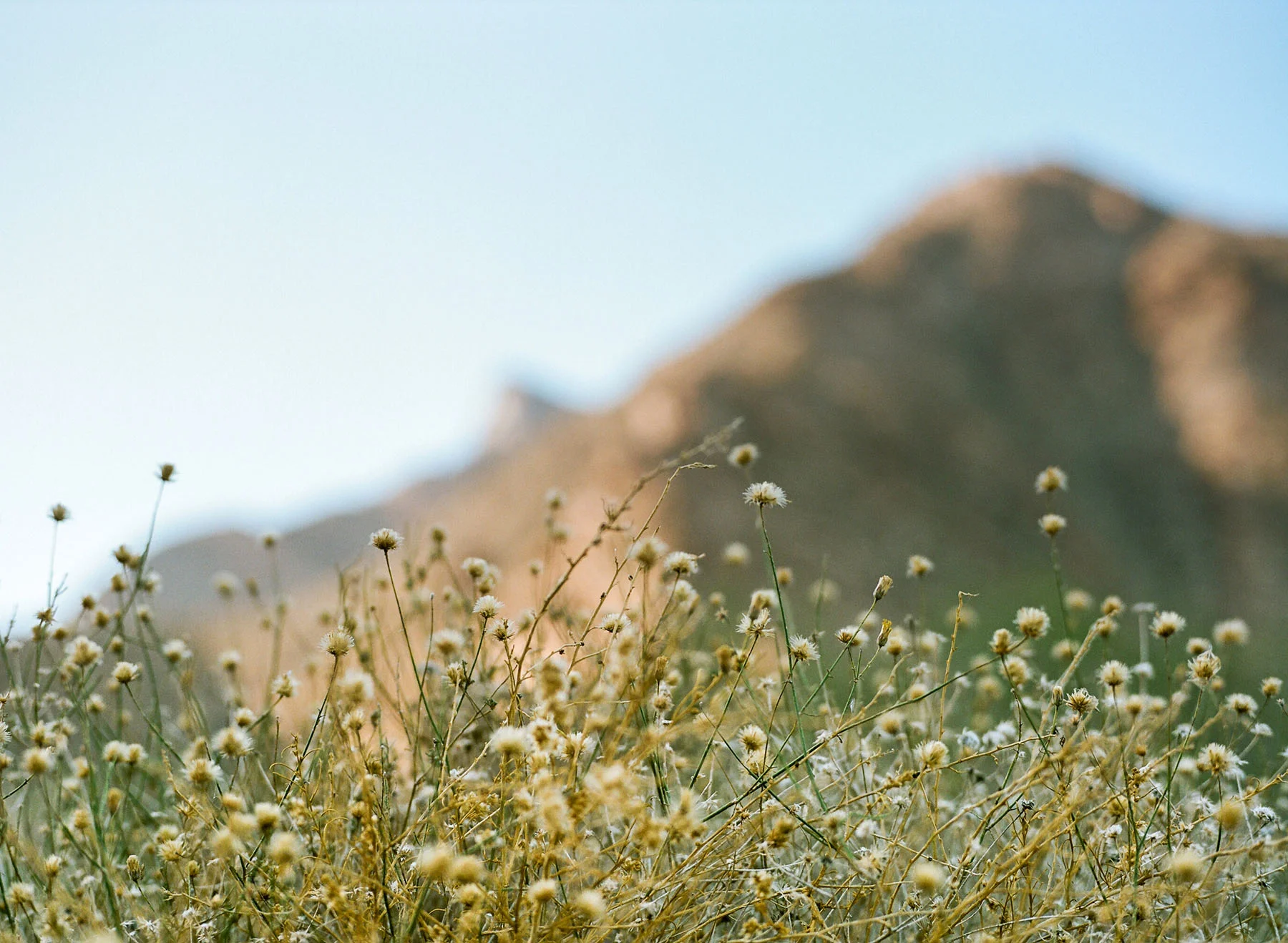 Anza Borrego - Film Photography