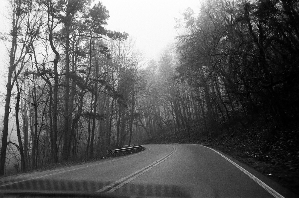 Chattanooga-trees-01.jpg