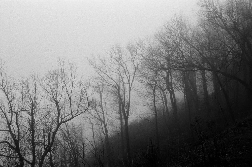 Chattanooga-trees-02.jpg