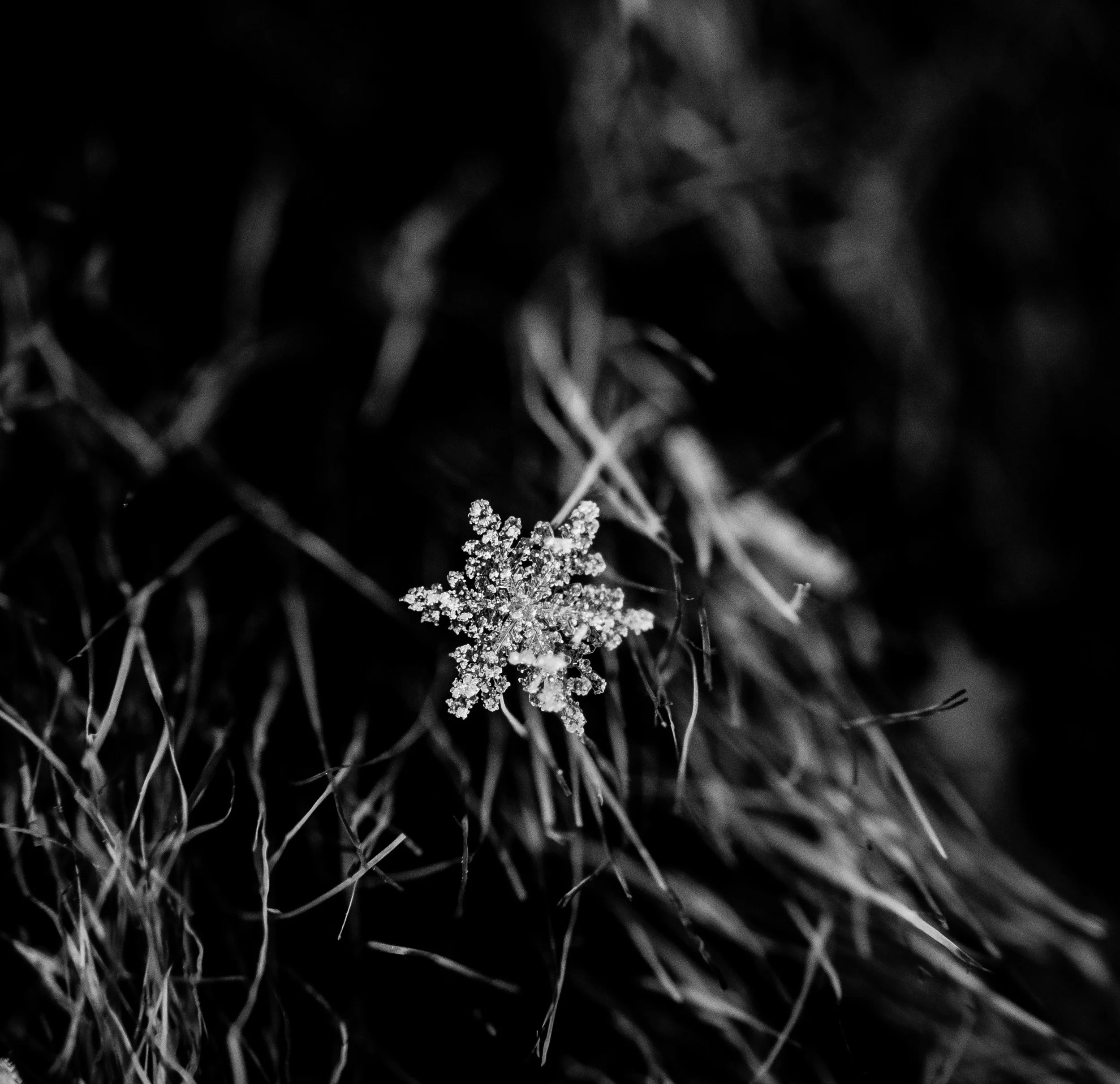 _MG_1375.jpg