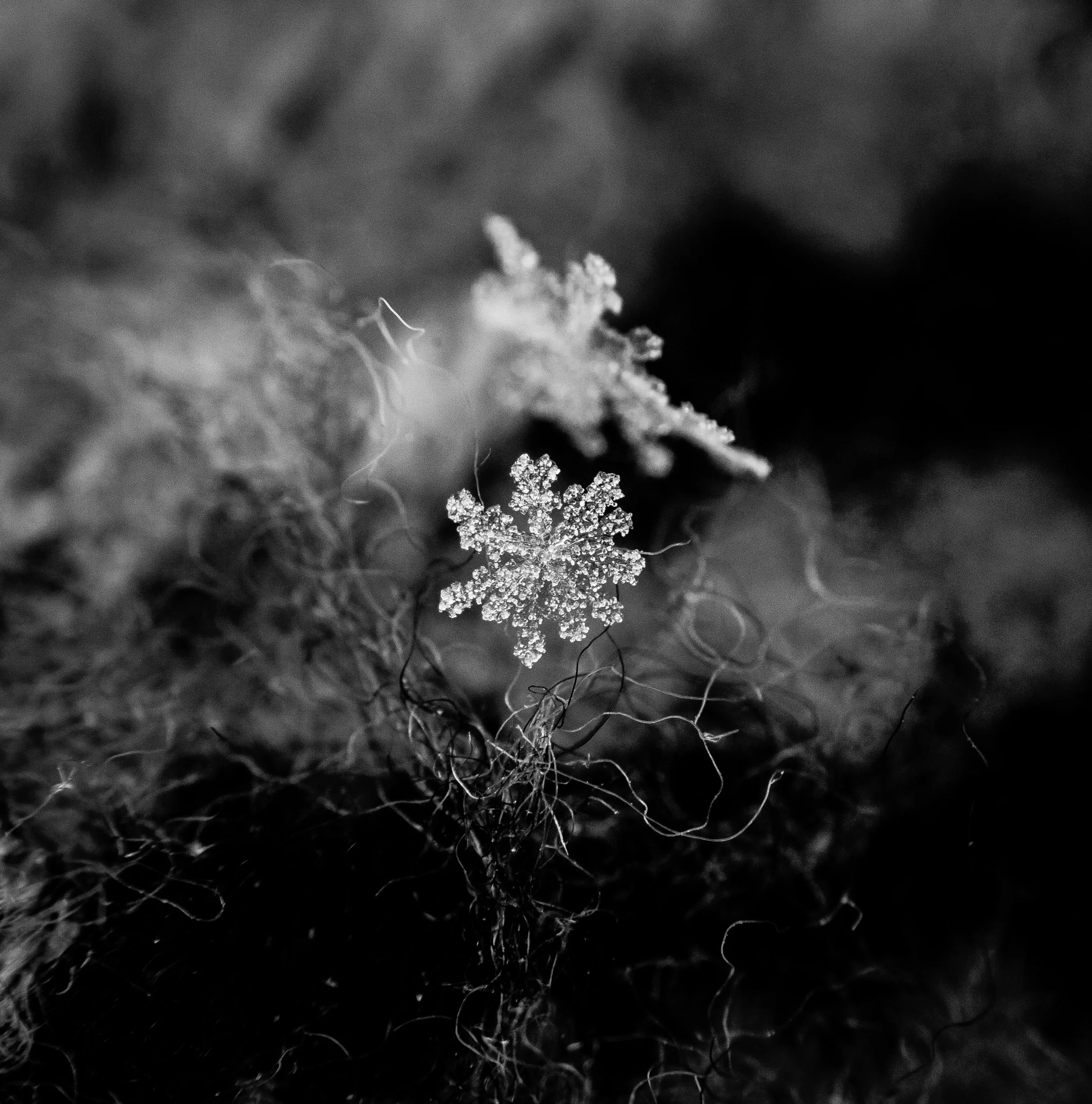 _MG_1381.jpg