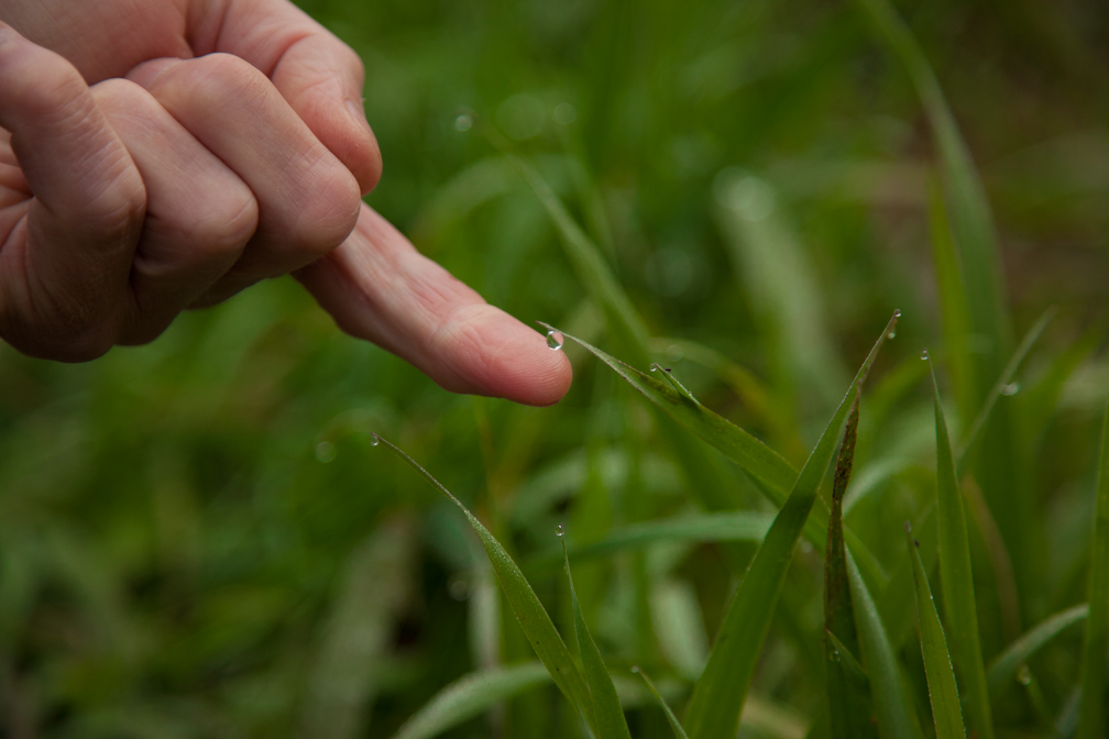 One of those dew drops, perfectly poised in defiance of gravity at the top of a blade of grass, would become part of the elixir of locally collected spring water, a key ingredient to the making of bread fit to be called the Staff of Life . 