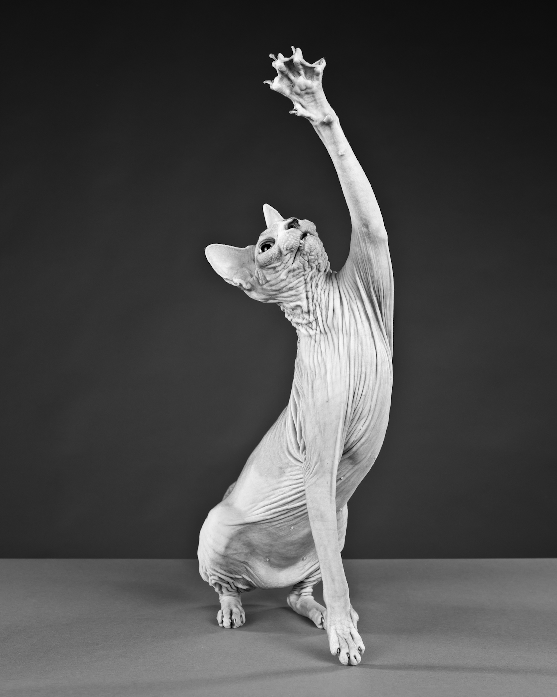 канадский сфинкс старый. сфинкс канадский морщины. сфинкс кошка статуя. танцующий сфинкс кот. сфинкс танцует.