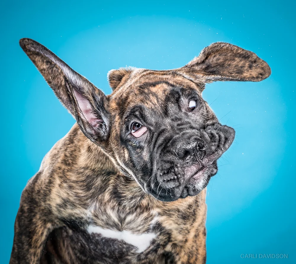 Shake Puppies-2_Mixbreed.jpg