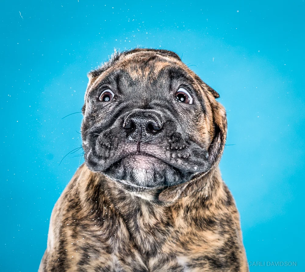 Shake Puppies-1_Mixbreed.jpg