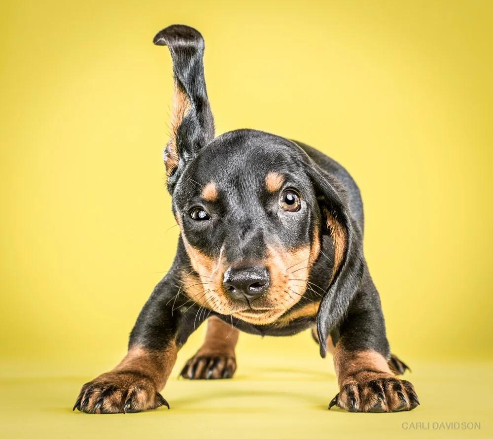 Shake Puppies-4Dachshund.jpg