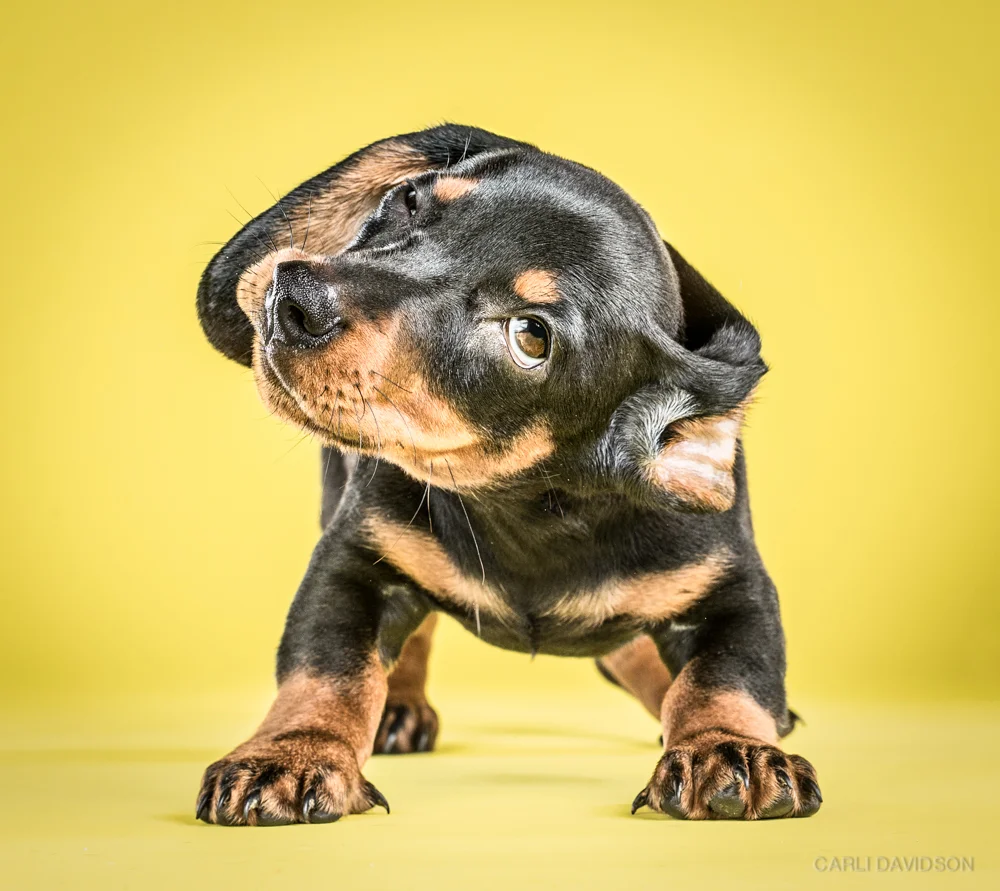 Shake Puppies-3Dachshund.jpg