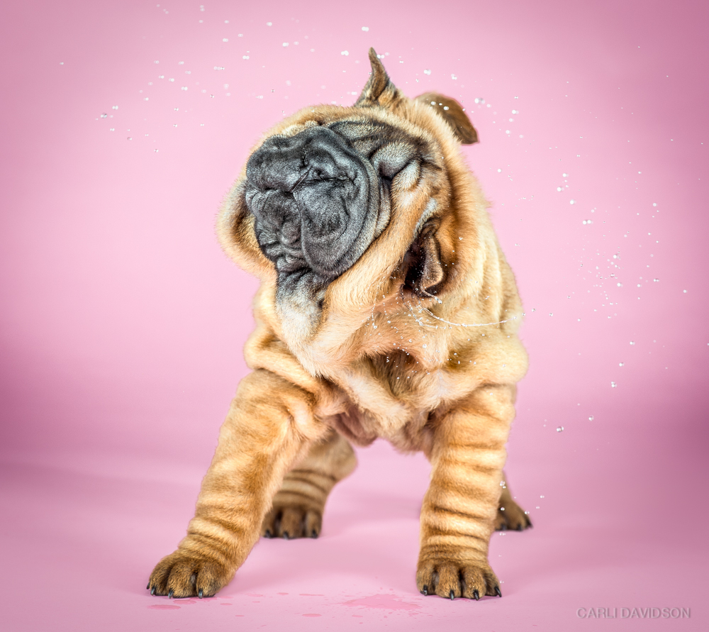 Shake Puppies-5_Shar Pei.jpg