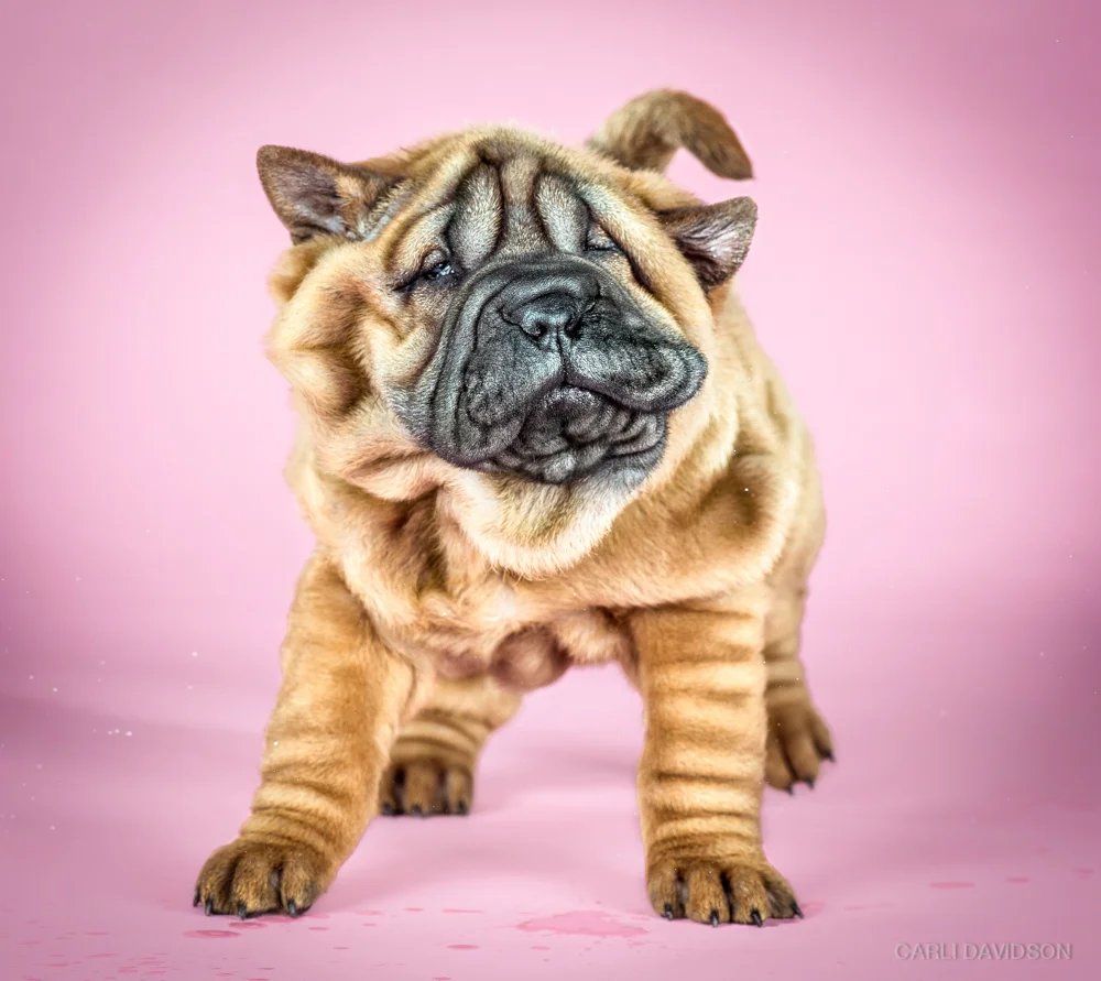 Shake Puppies-6_Shar Pei.jpg