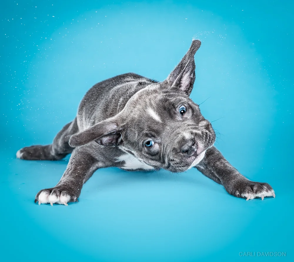 Shake Puppies-7_Pitbull.jpg