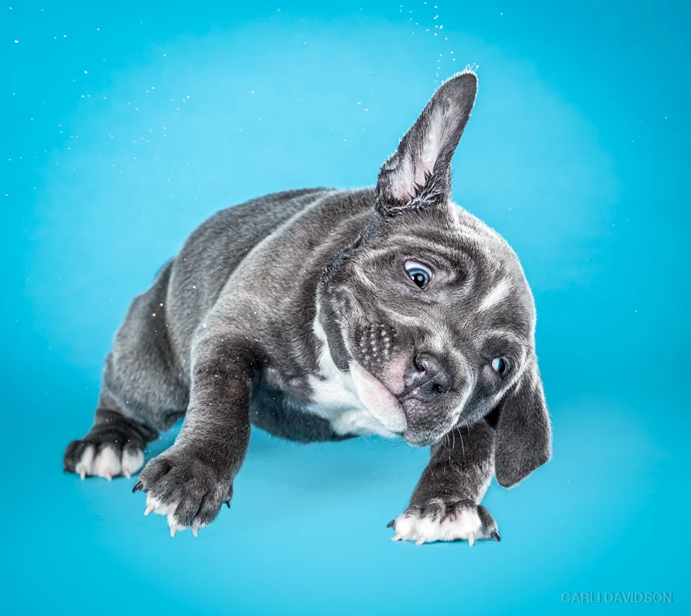 Shake Puppies-8_Pitbull.jpg