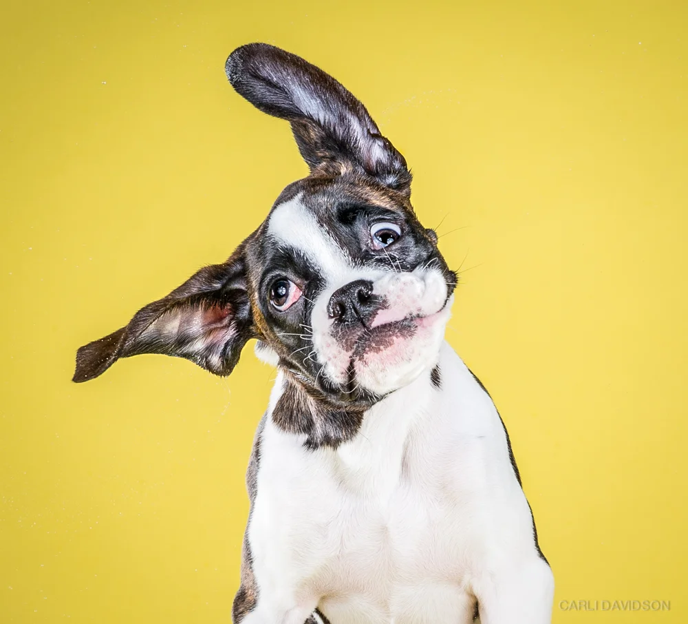 Shake Puppies-9_Boxer.jpg