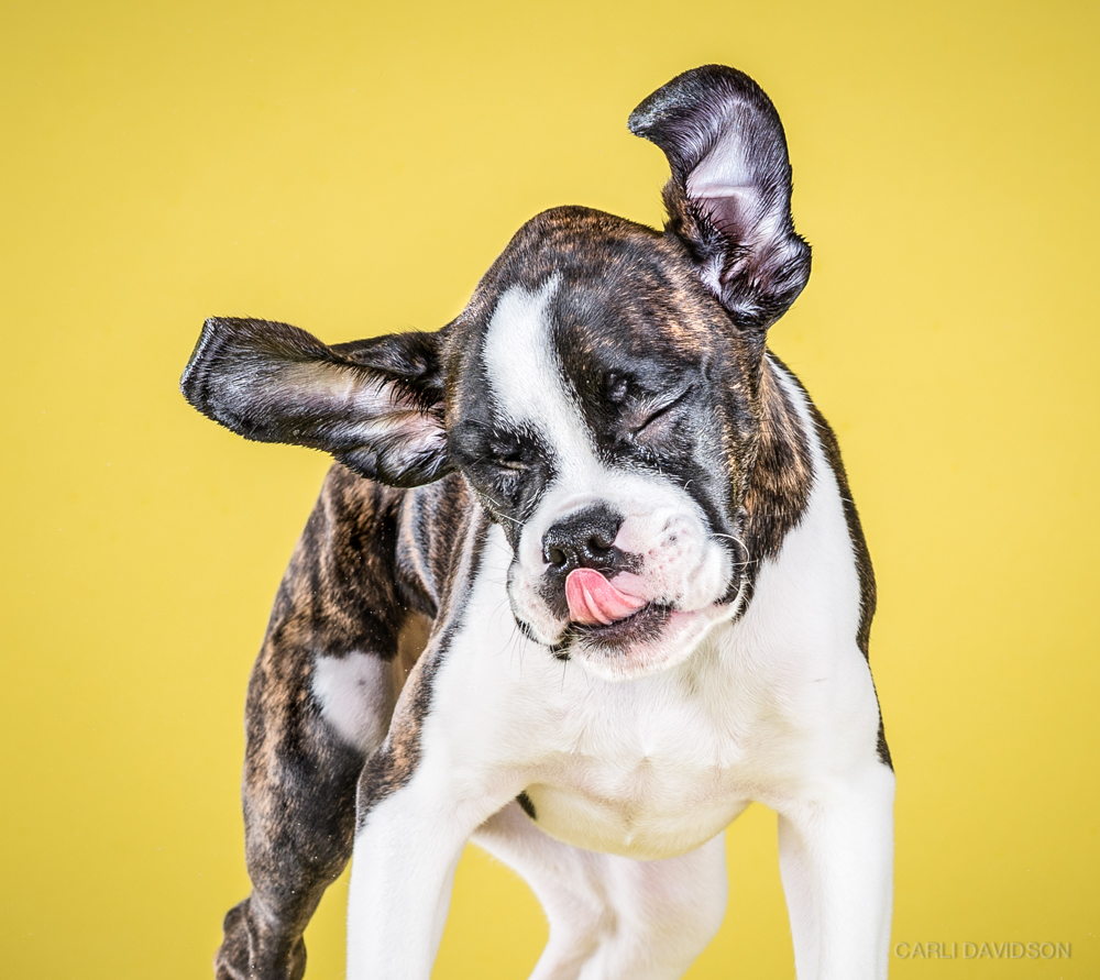 Shake Puppies-10_Boxer.jpg