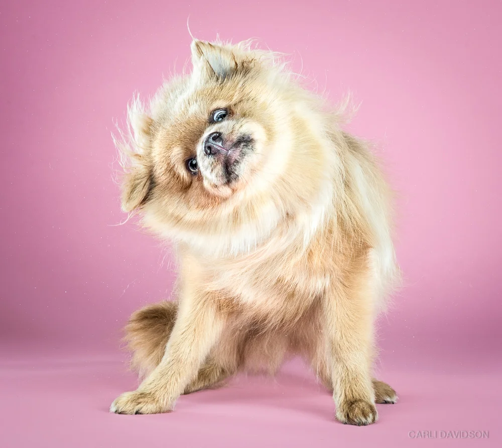 Shake Puppies-11_Pomeranian.jpg