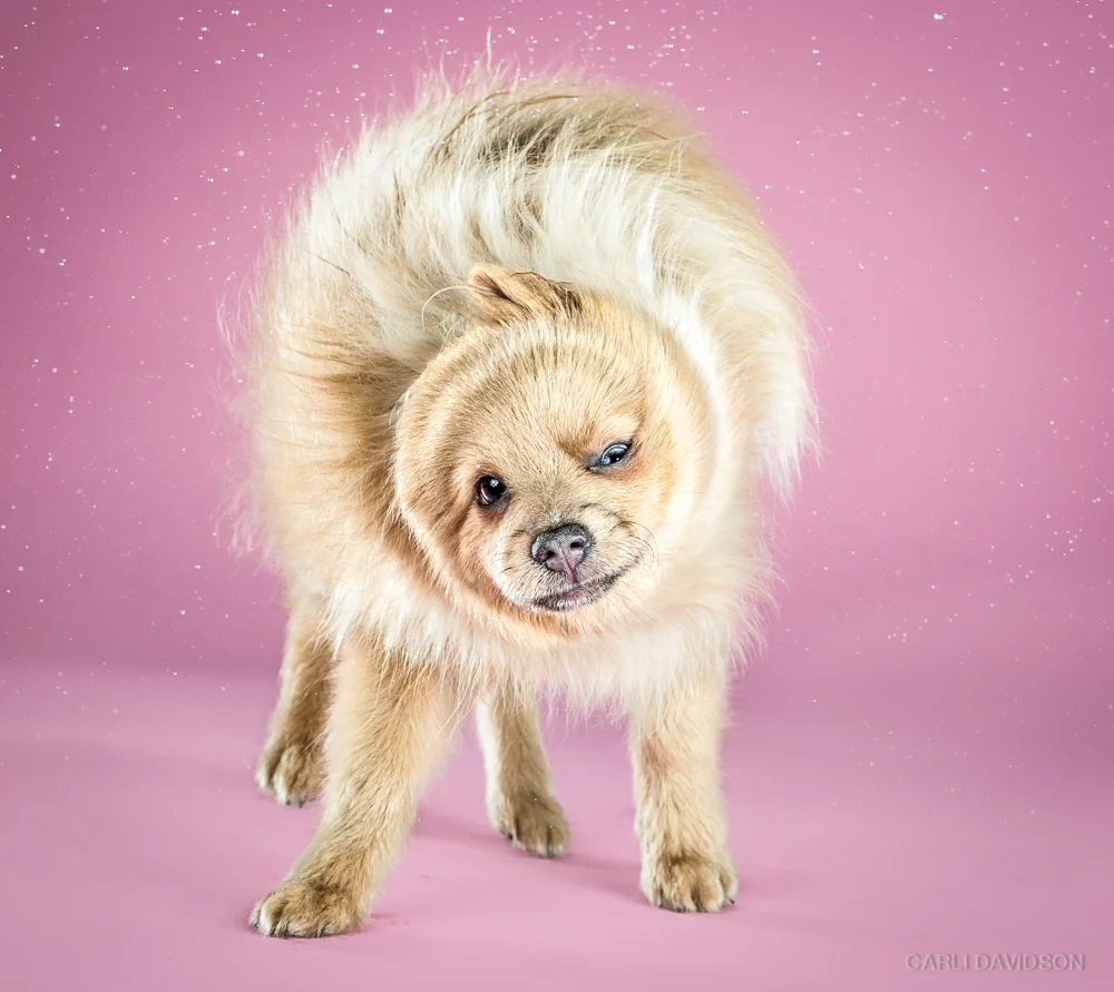 Shake Puppies-12_Pomeranian.jpg