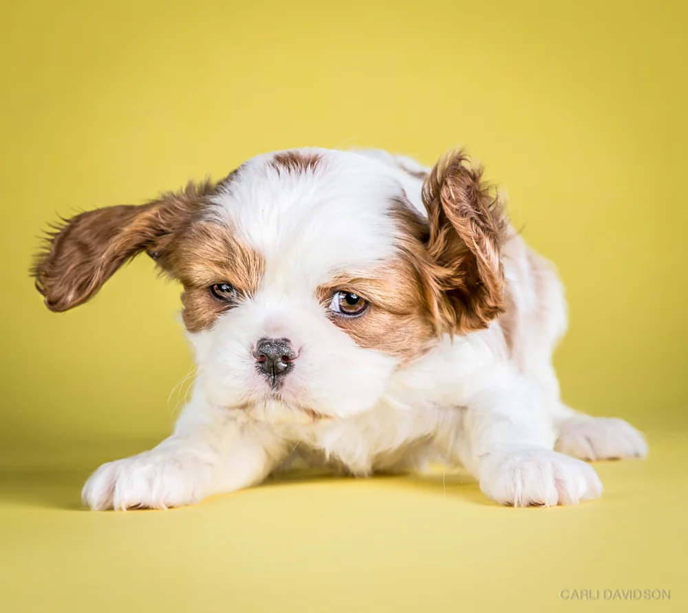 Shake Puppies-14_Cav King Charles Spaniel.jpg