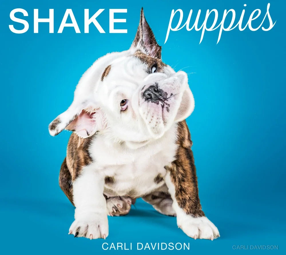 Shake Puppies-15_English Bulldog.jpg
