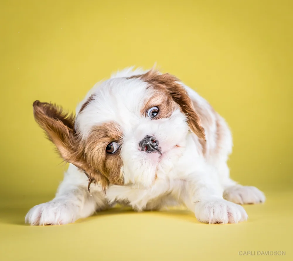 Shake Puppies-13_Cav King Charles Spaniel.jpg