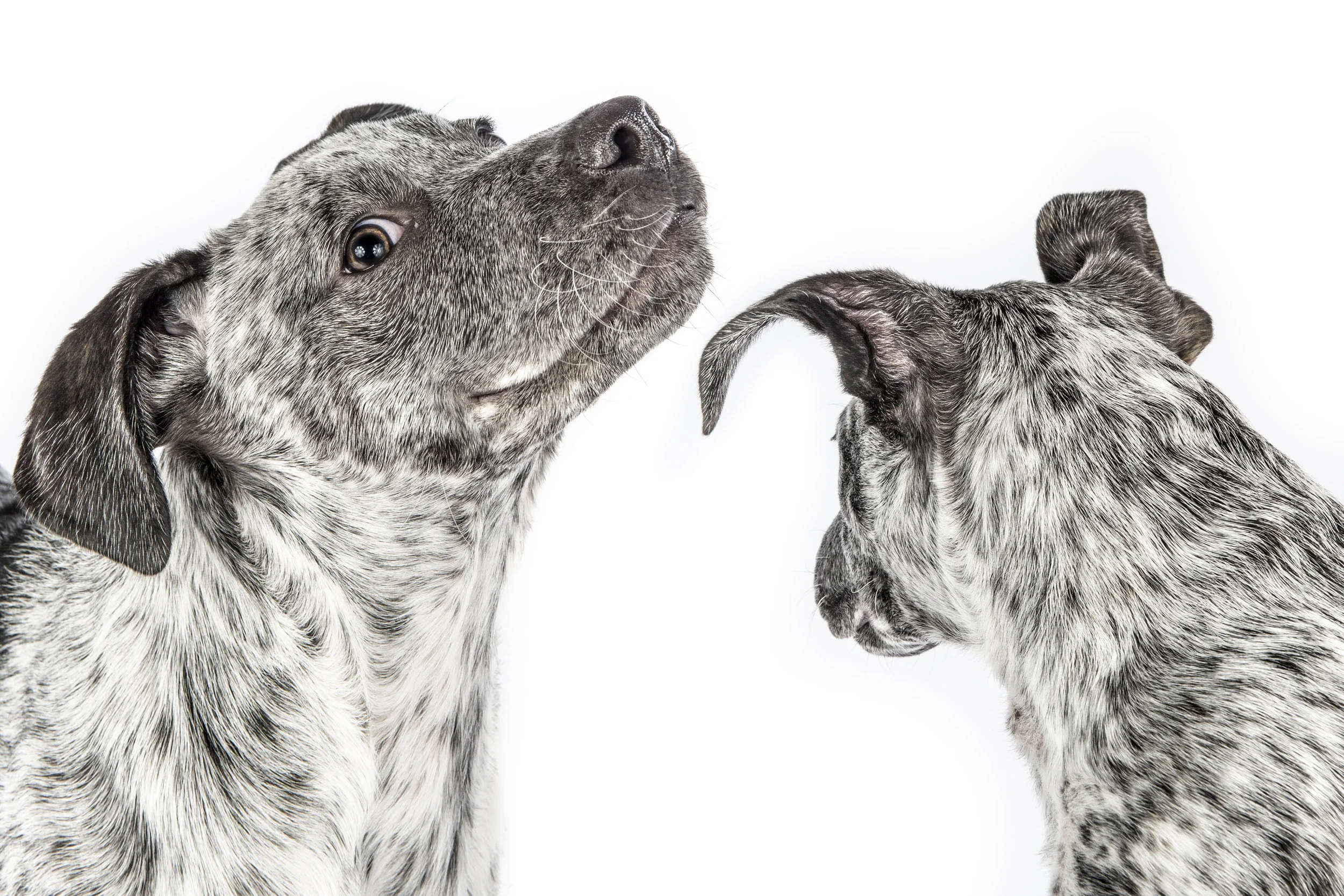 cattledogpup.jpg