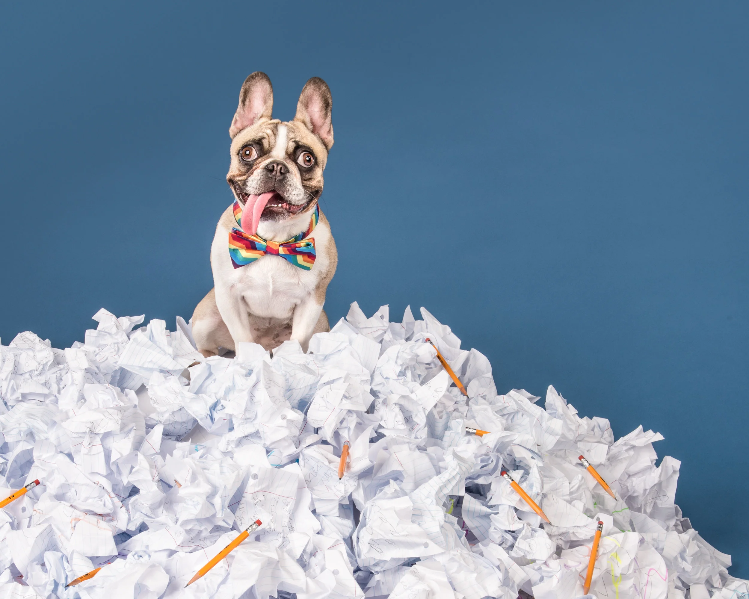 topdog_Homework2.jpg
