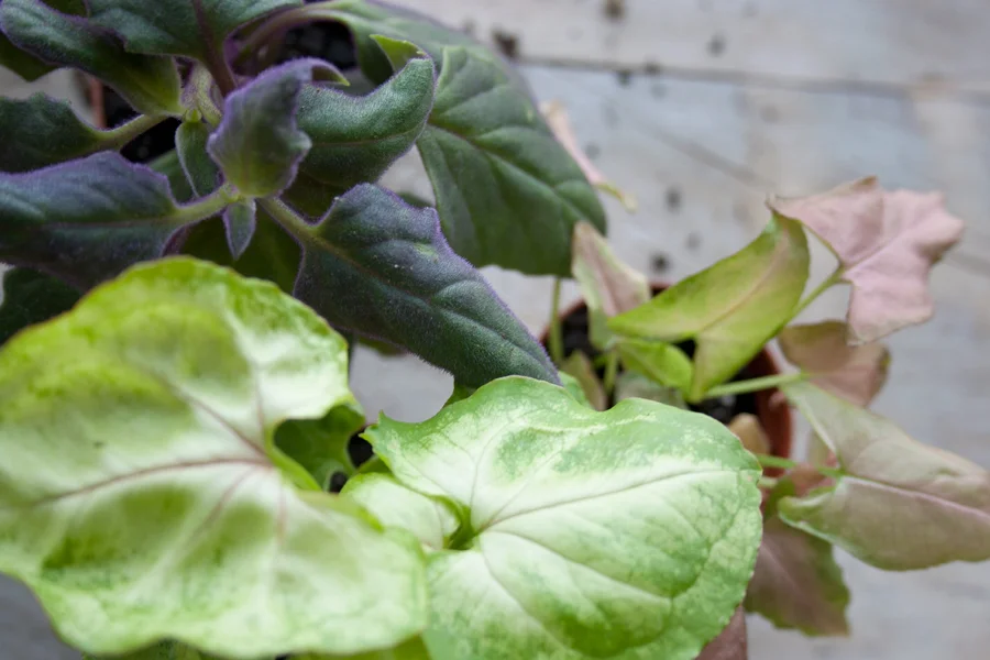 L_L_mixed_greens_04.jpg